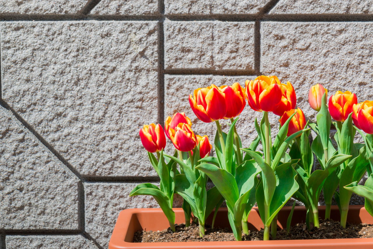 How to Care for Tulip Bulbs After Bloom to Keep Them Looking Beautiful