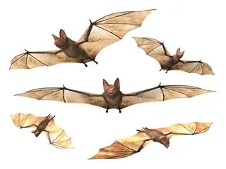 Five bats flying in different directions against a white background.