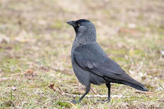 A grey crow standing on a patch of grass in a garden.
