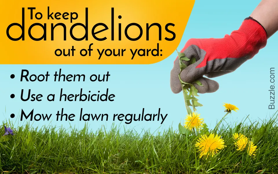 A gloved hand pulls a dandelion from a green lawn with other yellow flowers.