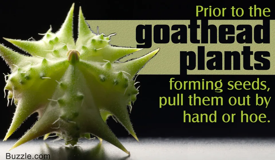 7 Impressive Ways on How to Get Rid of Goathead Weeds