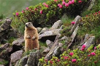 Want to Know How to Get Rid of Groundhogs? We'll Tell You