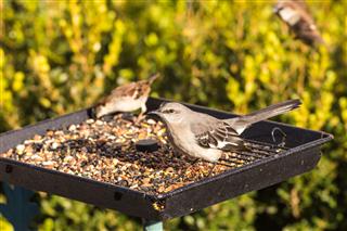 Getting Rid of Pincher Bugs is Not Difficult! Here's How To