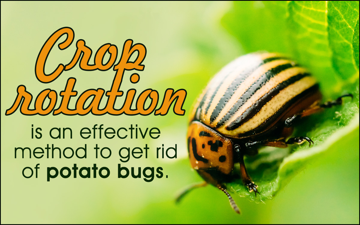 No-fail Tips on How to Get Rid of Potato Bugs