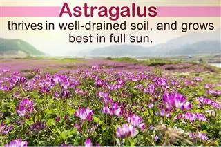 A field of purple Astragalus flowers blooming in a meadow with hills in the background.