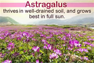Tips And Instructions on How to Grow Astragalus at Home