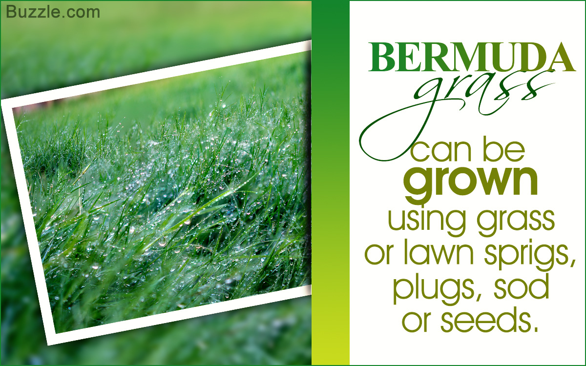 How to Cultivate and Grow Bermuda Grass the Right Way
