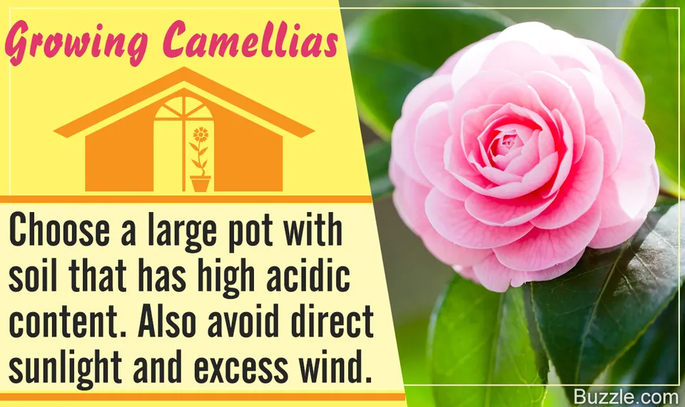 A pink camellia flower in bloom with green leaves next to text instructions for growing camellias indoors.