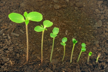 How to Grow and Care for the Therapeutic Balsam Plants