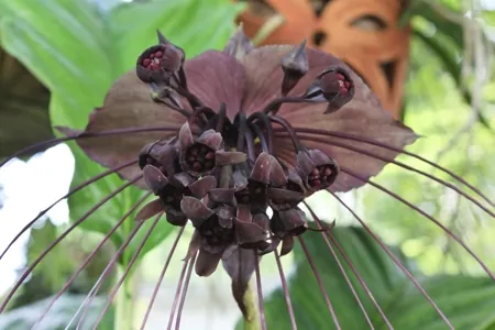 A dark purple Black Bat Flower with long stamens blooms against green leaves and a terracotta pot.