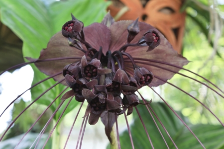 How to Grow and Care for the Truly Fascinating Black Bat Flowers