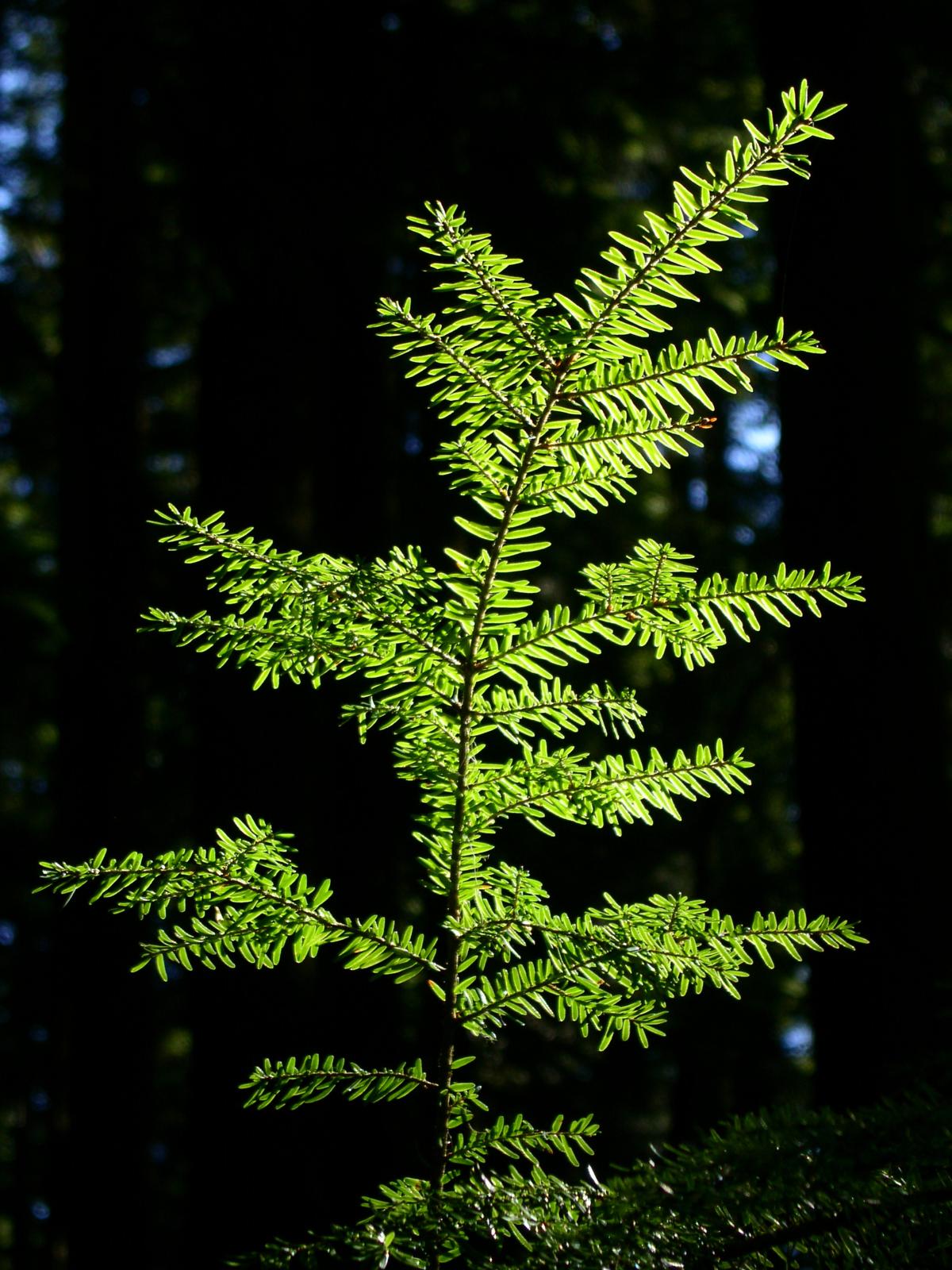Essential Tips on How to Grow and Care for Canadian Hemlock Trees