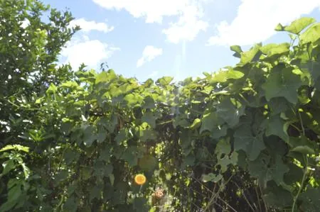Lush green chayote vines with large leaves and a yellow flower growing outdoors against a blue sky with clouds.