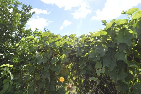 How to Grow and Care for the Multipurpose Chayote Plant