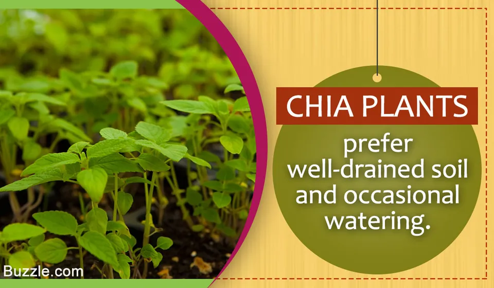 Young green chia plants growing in soil next to a graphic with text about care.
