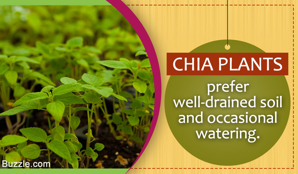 Growing and Caring for a Chia Plant is Not Difficult. Read How