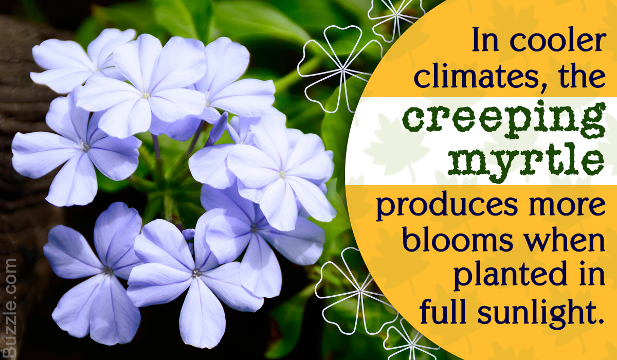 How to Grow and Care for a Creeping Myrtle (Vinca minor)