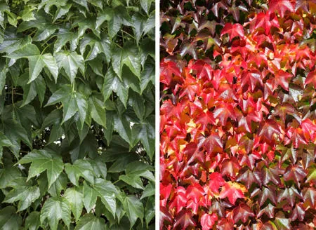 Split view showing lush green grape ivy leaves on the left and vibrant red autumn foliage on the right.