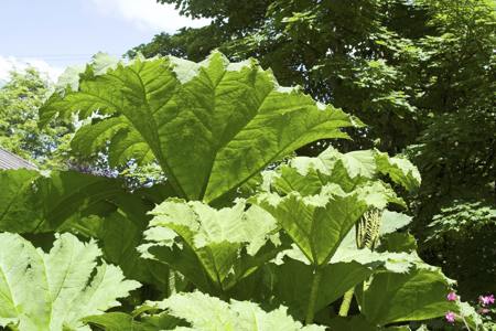 Easy Tips on How to Grow and Care for the Gunnera Plant