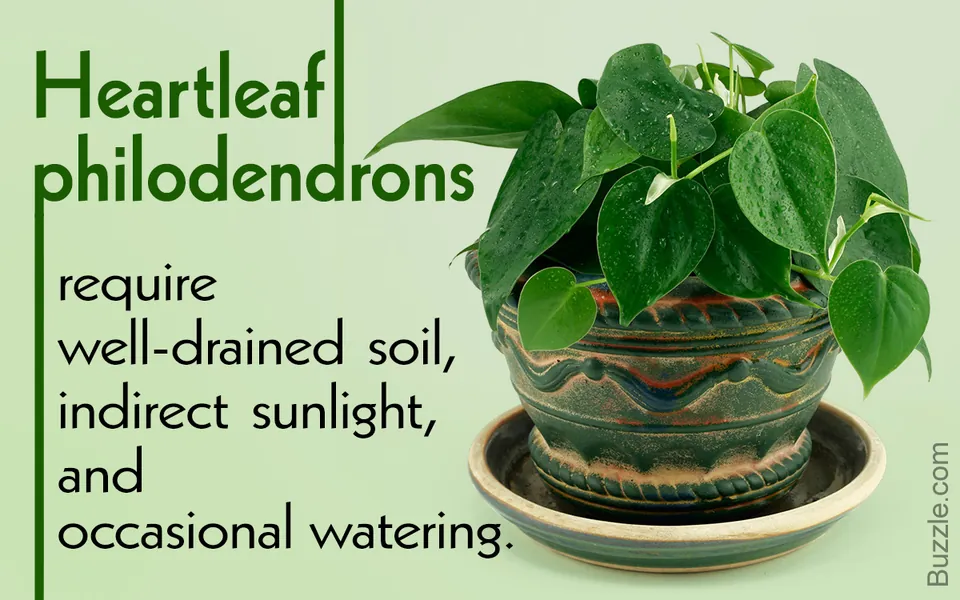 A heartleaf philodendron in a decorative ceramic pot sits on a saucer against a light green background.