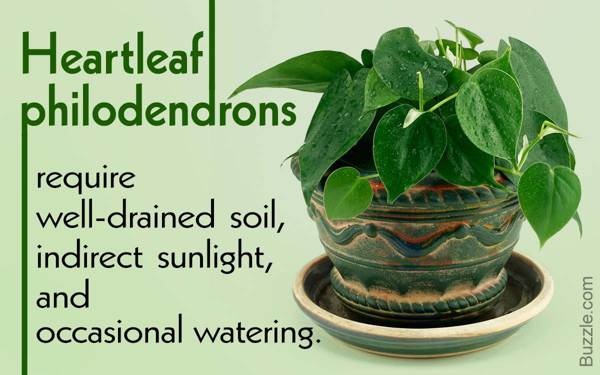 Get to Know How to Grow And Care for Heartleaf Philodendron
