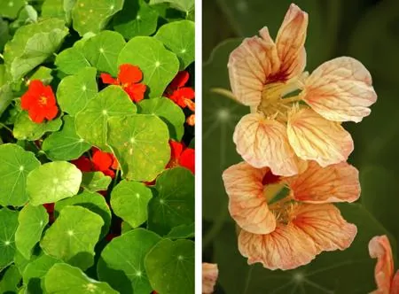 Red nasturtium flowers surrounded by round green leaves on the left, and a close-up of soft peach blooms on the right.