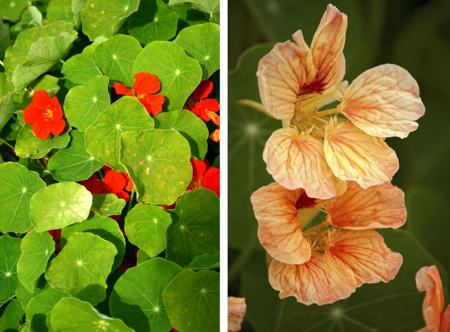 Instructions on How to Grow and Care for a Nasturtium Plant