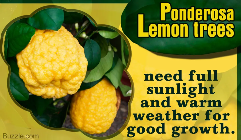 Ponderosa lemons with bumpy yellow rinds hanging from a branch with dark green leaves.