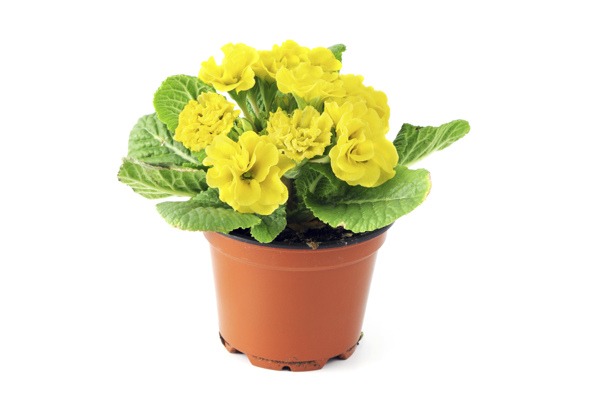 Plant Care Guide: How to Grow and Care for a Primrose Plant