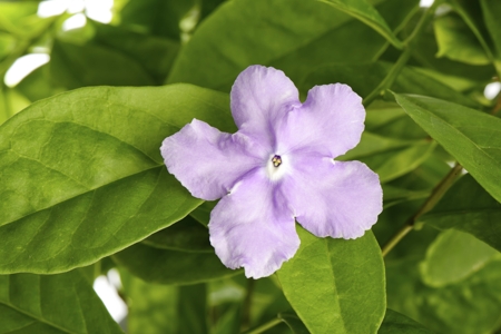 How to Grow and Care for the Yesterday-Today-and-Tomorrow Plant