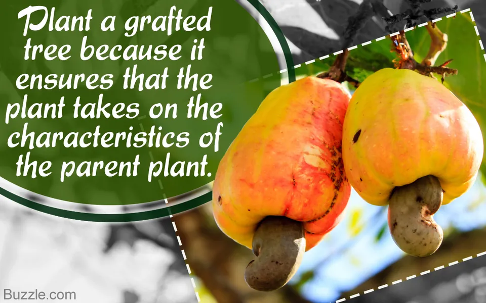 Two ripe cashew apples with attached nuts hanging from a tree branch.