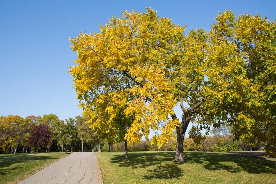 A large elm tree with vibrant yellow autumn leaves stands in a grassy park next to a paved path under a clear blue sky.