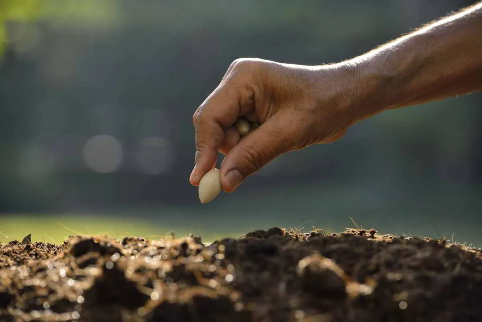 A hand dropping a seed into dark, rich garden soil.