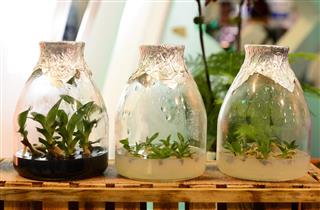 Simple Steps That Show You How to Grow Shrooms Without Spores