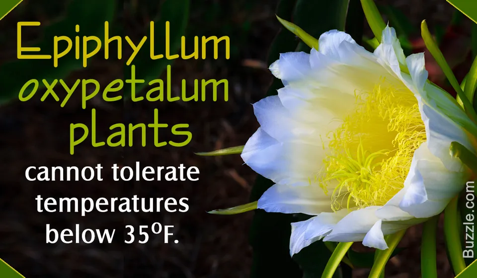 A close-up of a blooming white Epiphyllum oxypetalum flower with yellow stamens and green stems.