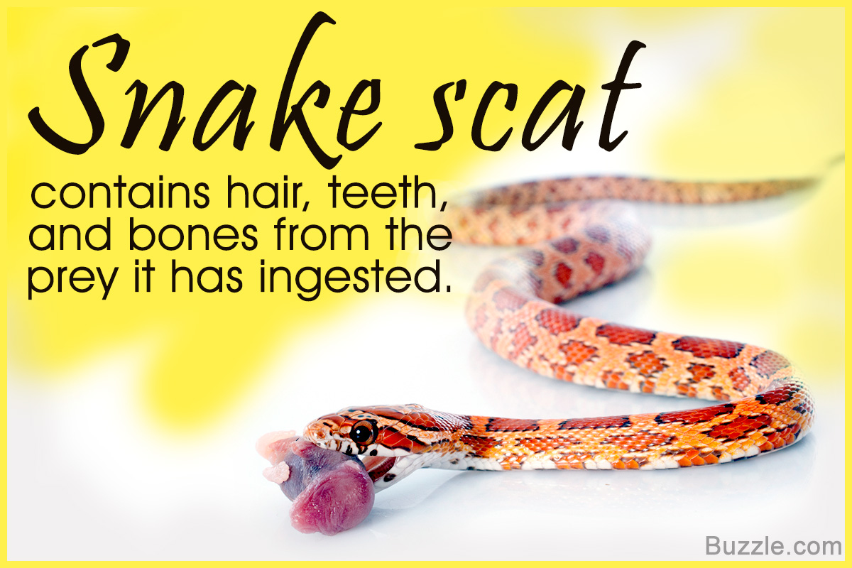 Handy Tips on How to Identify and Clean Snake Droppings