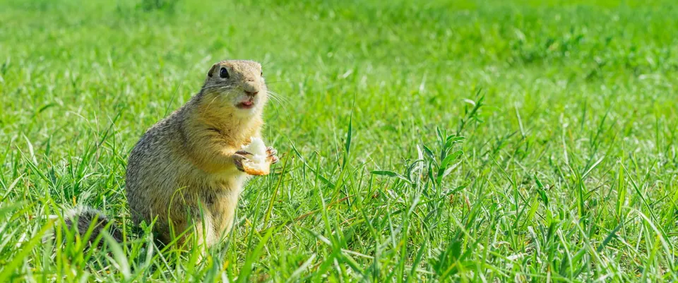 A squirrel sits in tall green grass holding a piece of food.