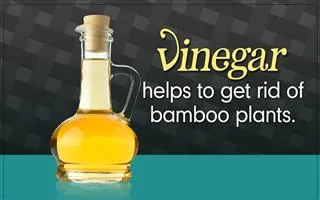 A glass bottle of vinegar on a teal surface with text explaining its use for killing bamboo plants.