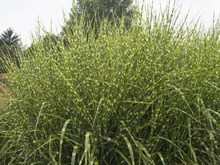 A dense clump of Zebra Grass displaying variegated green and white striped leaves in an outdoor garden setting.