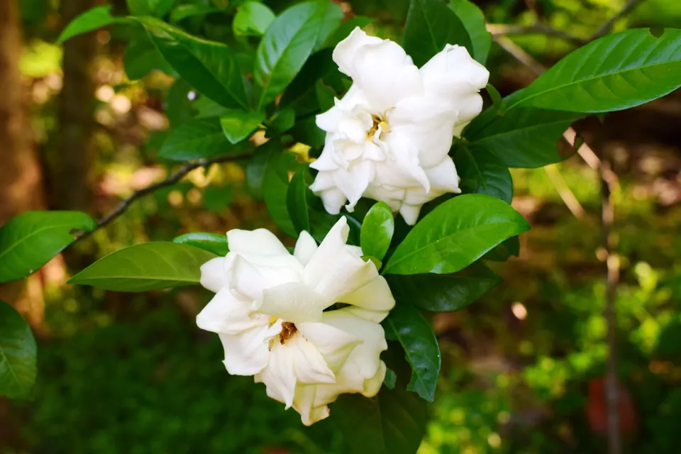 Two white gardenia blooms surrounded by glossy green leaves in a sunlit garden setting.