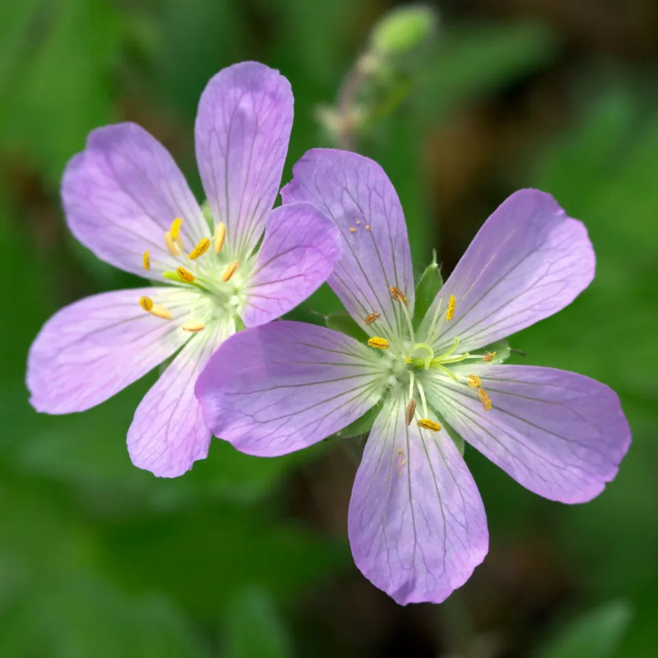 Two purple geranium flowers with yellow centers bloom against a blurred green background.