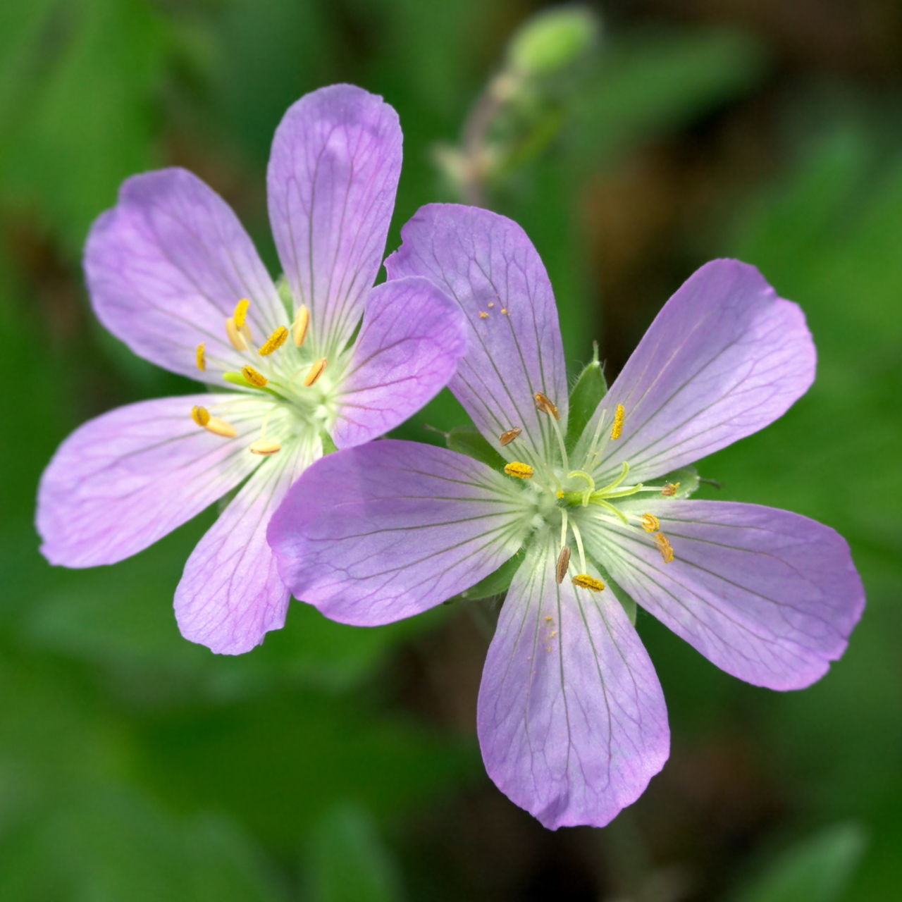 How to Prune Geraniums for Better Growth: We Knew You Wanted to Know