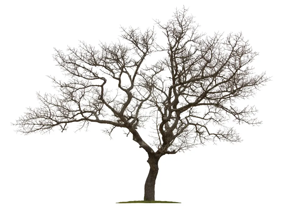A bare tree with intricate branches stands on a small patch of green grass against a white background.