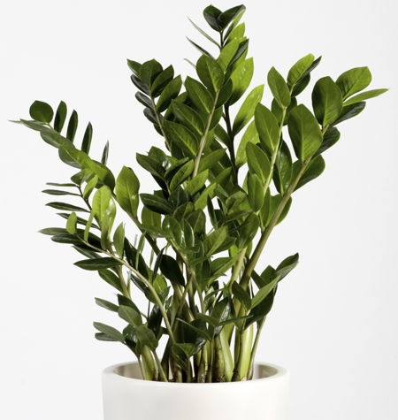 An Overview of How to Take Care of an Eternity Plant (ZZ Plant)