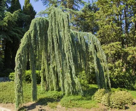 A weeping blue atlas cedar tree with long drooping branches stands in a sunny garden surrounded by green foliage.