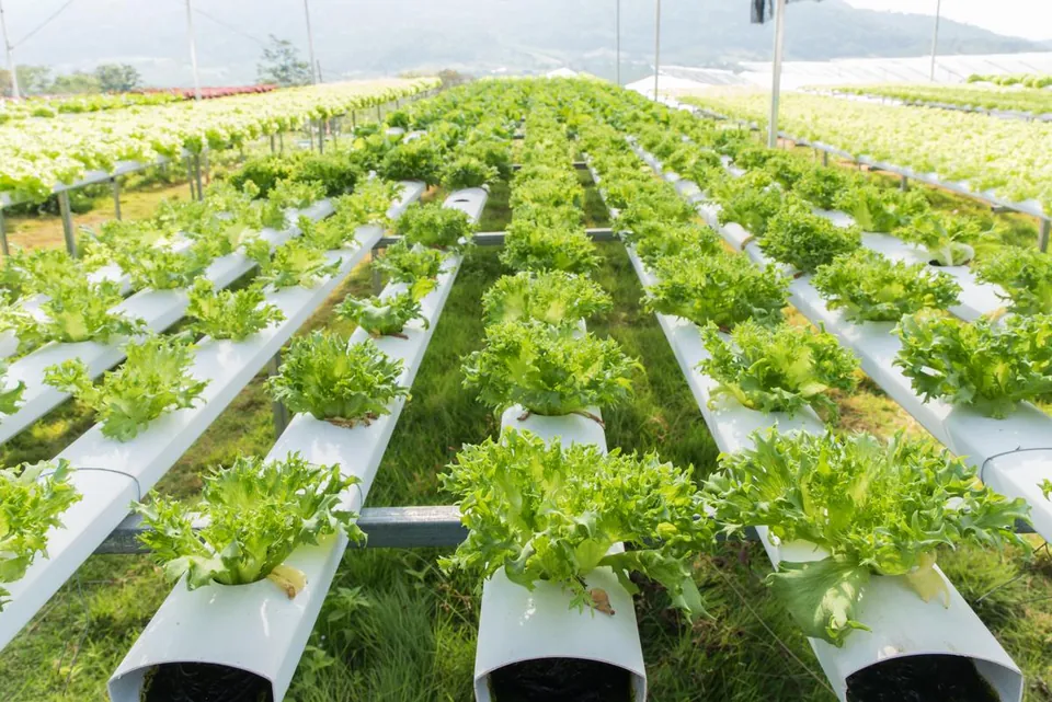 Rows of leafy green lettuce growing in white hydroponic pipes arranged in long lines outdoors.