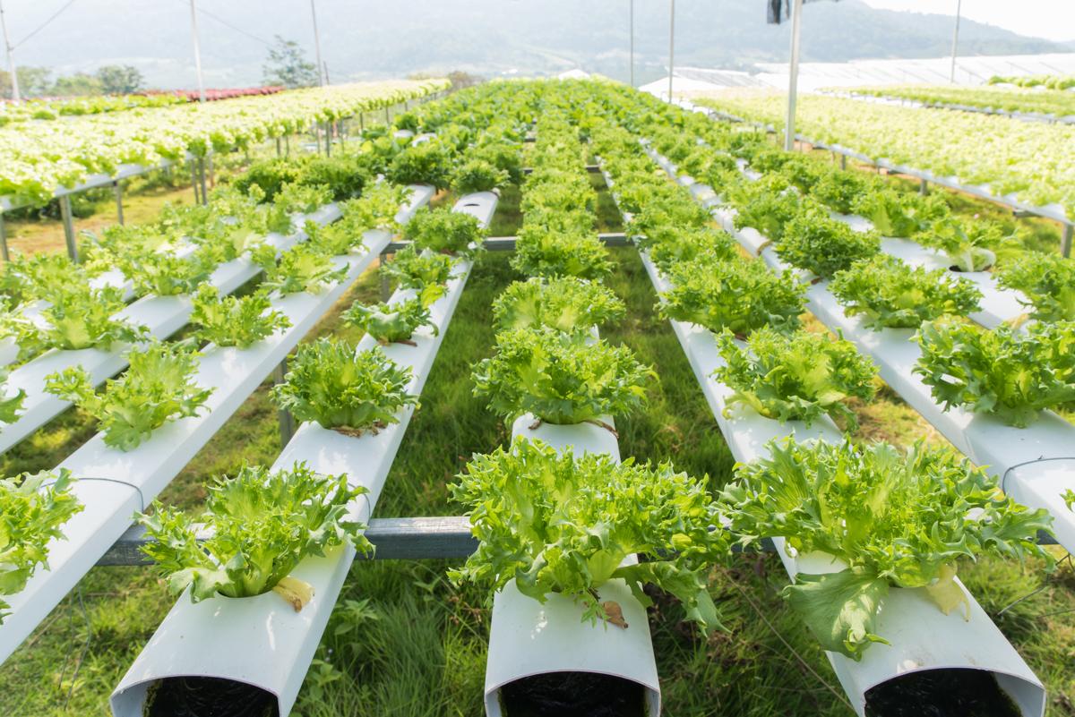Starting from Scratch: A Guide to Hydroponic Gardening