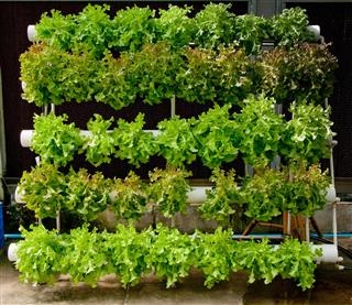A Lighting Guide to Hydroponics Gardeners Would Be Delighted to Get