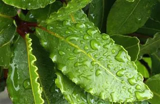 Close-up of glossy green leaves with serrated edges covered in water droplets.