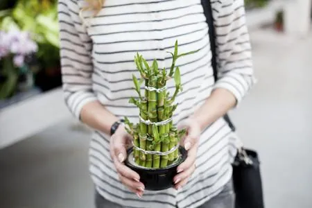 A person holds a potted lucky bamboo plant with stalks twisted into a spiral shape at a garden center.